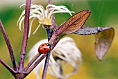 LADYBIRD ON CLEMATIS FUKUZONE