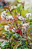 LEAVES AND SEEDHEADS ON CLEMATIS FUKUZONE