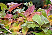 CLEMATIS FUKUZONE LEAVES IN AUTUMN