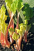 FORCED RHUBARB - RED CHAMPAGNE