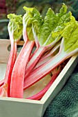 FORCED RHUBARB - RED CHAMPAGNE