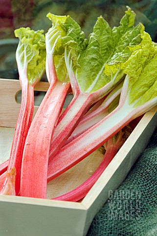 FORCED_RHUBARB__RED_CHAMPAGNE