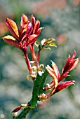 NEW SHOOTS APPEARING IN SPRING ON PRUNED ROSE BUSH