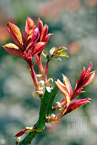 NEW_SHOOTS_APPEARING_IN_SPRING_ON_PRUNED_ROSE_BUSH