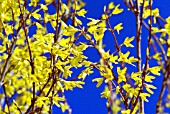 FORSYTHIA X INTERMEDIA IN SPRINGTIME