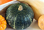 WINTER SQUASH KABOCHA