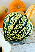 WINTER SQUASH HARLEQUIN