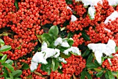 PYRACANTHA SAPHYR CADROU