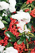 PYRACANTHA SAPHYR CADROU