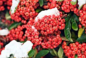 PYRACANTHA SAPHYR CADROU