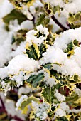 ILEX ACQUIFOLIUM FEROX ARGENTEA