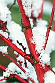 ACER PALMATUM SANGO-KAKU IN WINTER