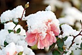 SNOW ON ROSA BONICA