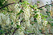 RIBES SANGUINEUM WHITE ICICLE