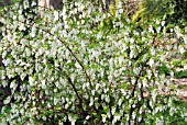 RIBES SANGUINEUM WHITE ICICLE