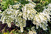 PIERIS JAPONICA DEBUTANTE