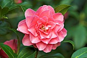 CAMELLIA X WILLIAMSII WATERLILY