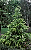 CEDRUS DEODORA GOLDEN HORIZON,  PINACEAE,  HIMALAYN CEDAR,  CONIFER,  WHOLE TREE