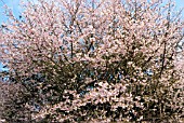 PRUNUS INCISA