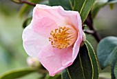 CAMELLIA X WILLIAMSII BOW BELLS