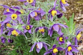 PULSATILLA VULGARIS