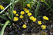 RANUNCULUS FICARIA