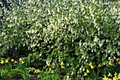 RIBES SANGUINEUM WHITE ICICLE