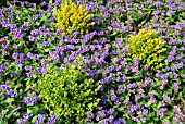 PULMONARIA ANGUSTIFOLIA PLANTED WITH BUXUS SEMPERVIRENS