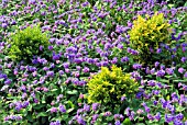 PULMONARIA ANGUSTIFOLIA PLANTED WITH BUXUS SEMPERVIRENS