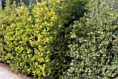 ILEX AQUIFOLIUM HEDGE