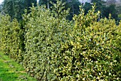 ILEX AQUIFOLIUM HEDGE