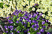 PRIMULA VULGARIS AND VIOLA ODORATA