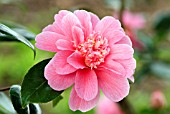 CAMELLIA JAPONICA C M WILSON