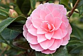 CAMELLIA X WILLIAMSII GARDEN GLORY