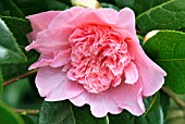 CAMELLIA X WILLIAMSII BALLET QUEEN