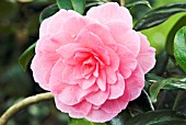 CAMELLIA X WILLIAMSII DREAM BOAT