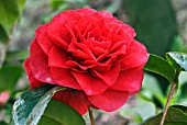 CAMELLIA X WILLIAMSII LES JURY