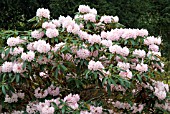 RHODODENDRON PRINCIPIS