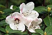 RHODODENDRON PARMULATUM