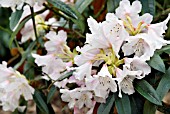 RHODODENDRON ELEGANTULUM