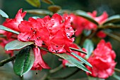 RHODODENDRON POCOPHORUM VAR HEMIDARTUM