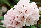 RHODODENDRON FULVUM