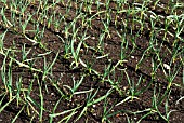 OVERWINTERED JAPANESE ONIONS IN SPRING