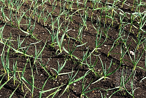 OVERWINTERED_JAPANESE_ONIONS_IN_SPRING