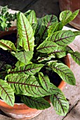 RED-VEINED SORREL IN A CLAY POT