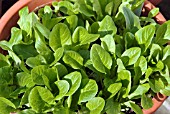 POT OF LETTUCE LITTLE GEM SEEDLINGS