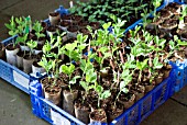 SEEDLINGS IN RECYCLED CARDBOARD TUBES