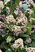 SKIMMIA JAPONICA