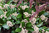 SKIMMIA JAPONICA