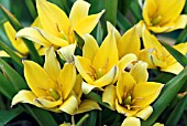 TULIPA URUMIENSIS